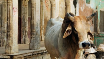 Carnes prohibidas en otras religiones. ¿Qué se come en Rosh Hashaná?