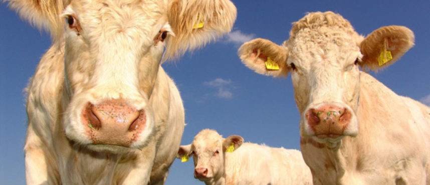 ¿Realmente funciona poner música o ponerles nombre a las vacas?