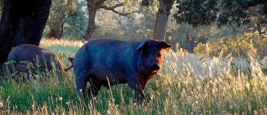 ¿Quieres conocer los mejores cortes del cerdo ibérico?
